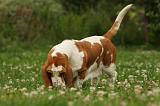 BASSET HOUND 129